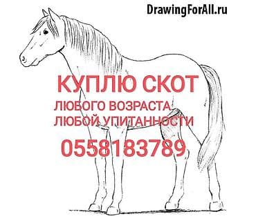 Куплю | Коровы, быки, Лошади, кони | Круглосуточно, Любое состояние, Забитый