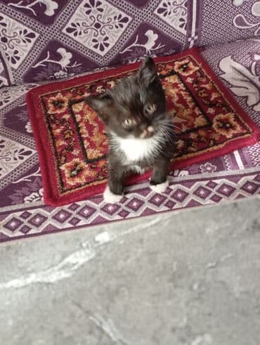договорная кошка даром британская короткошёрстная 1 год мальчик метис 2 позвонить написать: Котята от домашней кошки с вислыми ушками (на фото мама). Окрас у — 7