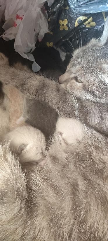 ангора кошка купить: Котята от домашней кошки - Помёт из нескольких котят пастельных — 2