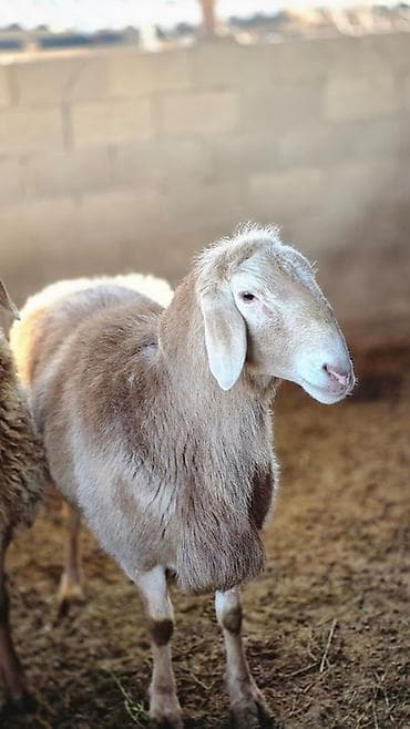 таза канду тай: Продаю | Баран (самец) | Арашан — 4