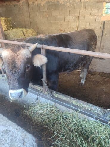 племенные коровы молочные купить: Продаю | Тёлка | На откорм | Нетель — 5