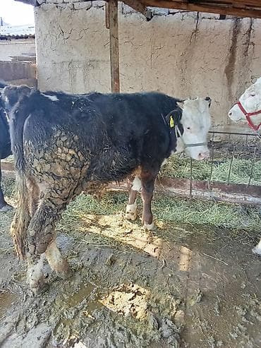 Зоотовары: Продаю | Бык (самец) | Симментальская, Монбельярд | На откорм, Для разведения — 9