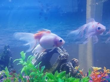 Аквариумы: Продаем аквариум вместе с тремя рыбками 🐠 Рыбки молодые, шустрые и — 3