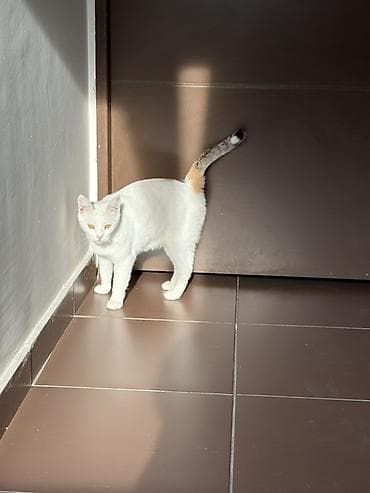 котяти: Отдам добрым людям, которые знают уход за животными, которые — 4