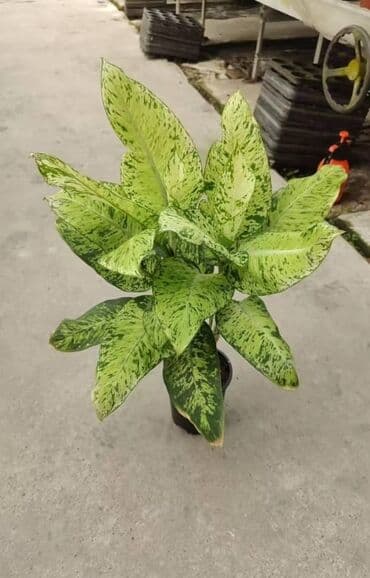 токмок мебел: Продаются наличие комнатные растение цветущие и не цветущие лимоны — 10