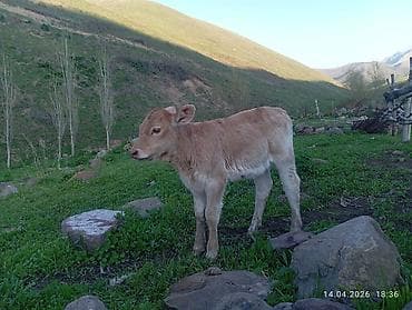 гисар матки: Продаю | Тёлка | На откорм — 4