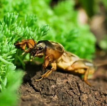 цена пшеницы в бишкеке 2022: Медведки азиатские и камбоджа оригинал 200%%% оптом и в розницу!!! 1 — 3