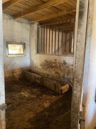 сдаю дом без хозяин: Сдается помещение 1500тыс КВ м имеются 3 сарая 1навес 1конюшня — 5