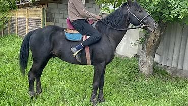 продаю гусь: Продаю | Жеребец | Полукровка — 8