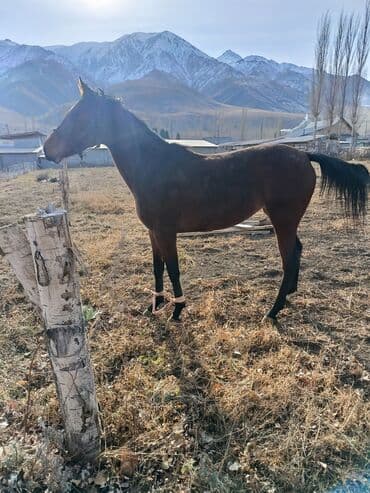 зоомагазин бишкек орто сай: Сатам | Бээ (ургаачы) | Англиялык | Ат спорту | Мерин — 2