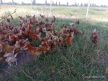 плимутрок куры: Продаю | Куры | Несушки — 7