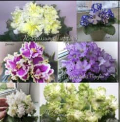 мебельный лист: Продаю фиалки! Срезанный лист 30 сом! Коллекция из 35сортов продам — 4
