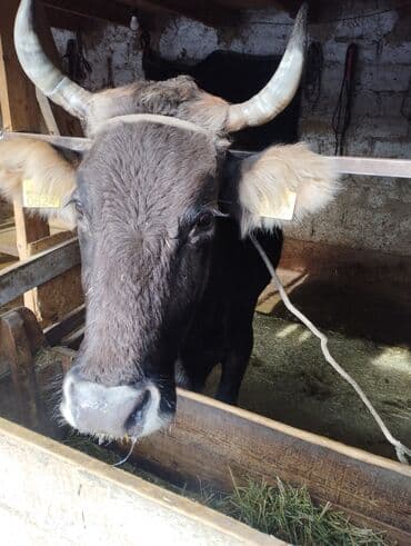 Продаю | Корова (самка) | Швицкая | Для разведения, Для молока | Стельные at lalafo.kg Продаю | Корова (самка) | Швицкая | Для разведения, Для молока | Стельные