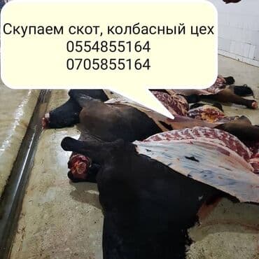 где можно купить собаку хаски: Скупка скот на мясо и вынужденный забой в колбасный — 2