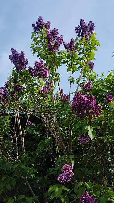 Букеты из свежесрезанной сирени - Пышные букеты из садовой сирени