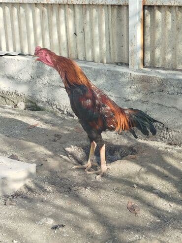 зоомагазин бишкек с животными: Продаю | Куры — 9