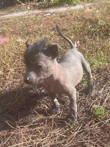 акустические системы digital колонка в виде собак: 2 месяца, Самец — 3