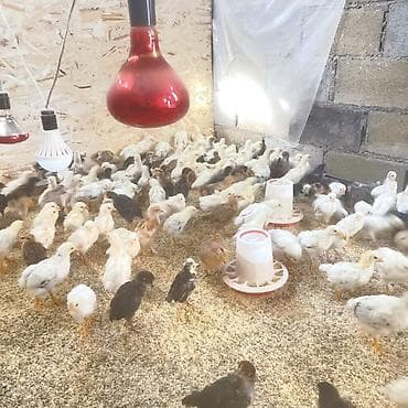 поилки для курей: Продаю | Цыплята | Для разведения — 3