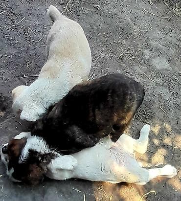 Иттер сатылат: Щенки среднеазиатской овчарки (Алабай) - Порода: среднеазиатская — 6