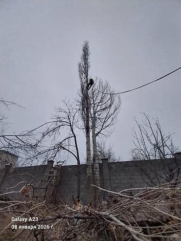 Кызматтар: Профессиональные услуги арбориста. Высотная обрезка и валка деревьев в — 3