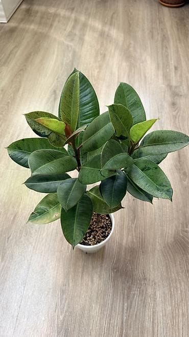 диффенбахия: Диффенбахия Тропик Сноу 2200с Посажен в хороший грунт, не привозной — 3