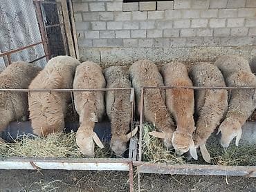 ат байтал: Продаю | Баран (самец) | Арашан | Для разведения | Племенные — 1