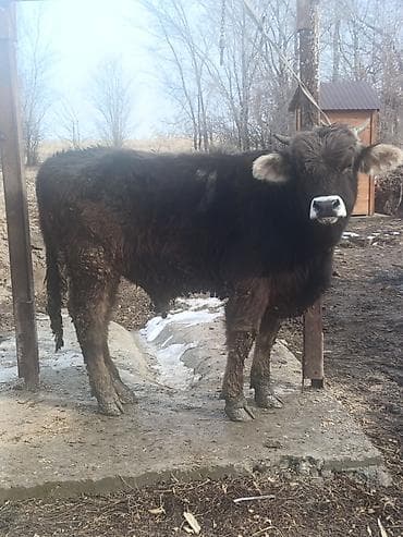 Собаки: Продаю | Бык (самец) | На откорм — 7