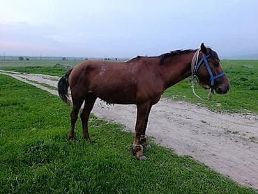 орловский рысак купить в россии: Продаю | Конь (самец), Жеребец | Полукровка | Для разведения, Рабочий — 4