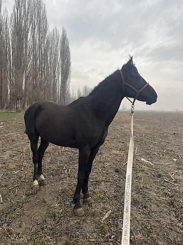 голубая рыбка: Продаю | Конь (самец), Жеребец | Рабочий | Мерин — 7
