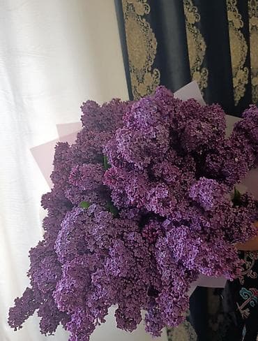 Сирень свежесрезанная❤️💜💜💜💜💜💜Продаю калированную Сирень ❤️❤️, с густым