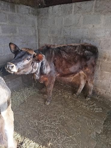 Зоотовары: Продаю | Тёлка | На откорм | Привязанные — 3