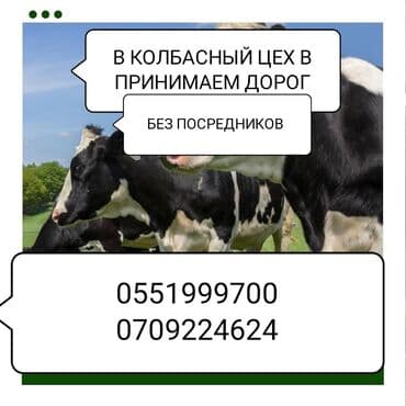 Куплю | Коровы, быки