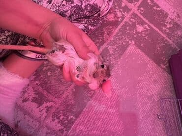 питомник чихуахуа бишкек: Продаю пару песчанок с полным комплектом! Комплект: • 2 песчанки — 1