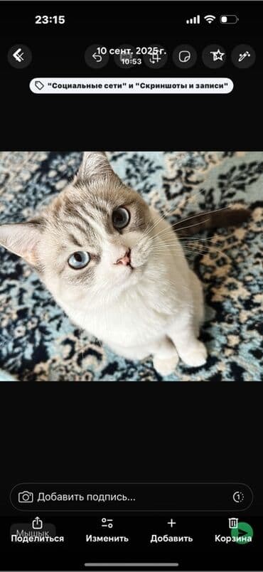 дом кошек: Плюшевая кошка с голубыми глазами (окрас колор-пойнт/линкс-пойнт) — 1