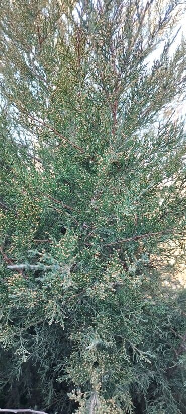 саженцы карликовых плодовых деревьев купить: Продаю можжевельник/туя высотой чуть больше 2м - Вечнозелёный хвойный — 2