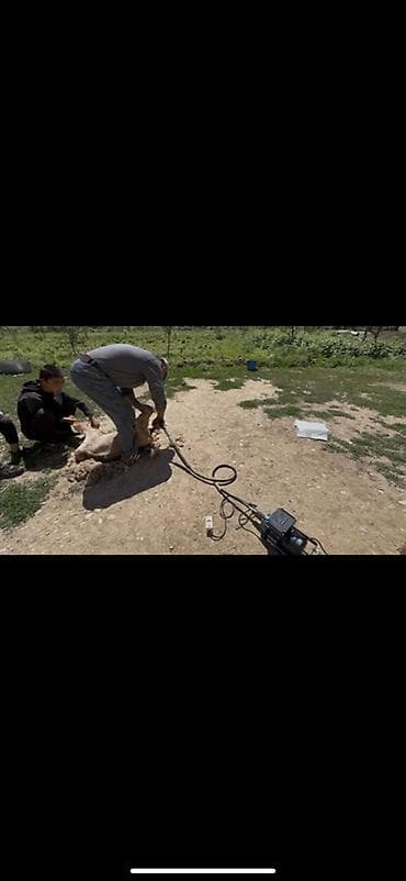 куры купить: Электрическая машинка для стрижки овец стационарная, с гибким валом — 4