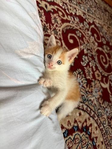 котята шатланские: Отдадим в добрые руки котенка (рыжий) - приручен к лодку. - игривый — 3