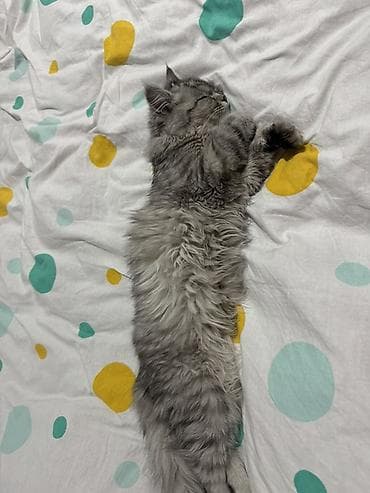 Другие животные: Пропал котенок в районе Ак-Ордо1. Пожалуйста, помогите найти дадим — 3