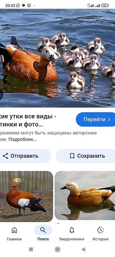 утки лалафан: Огарь (рыжая утка) – декоративна за всех 15000тёмные крылья - — 1