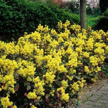 где купить саженцы гортензии в бишкеке: Саженцы деревьев: Магнолии, Самовывоз, Платная доставка — 3