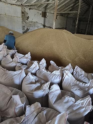 драва ош: 🌾 ПРОДАЁТСЯ РОССИЙСКИЙ ЯЧМЕНЬ — КАРА-БАЛТА В наличии очищенный — 2