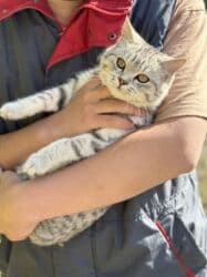 купить породистую кошку: Отдадим в хорошие руки Шотландский кот 
Метис
6месяцев — 2