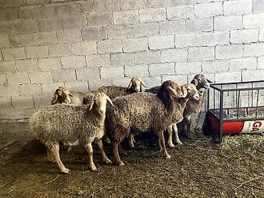 Аквариумдар: Продаю — 2