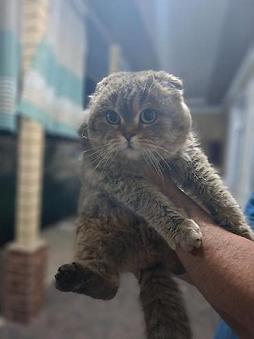 шотландский кошки: Чисто кровный Шотландский вислоухий кот(Scottish Fold) - Окрас — 1