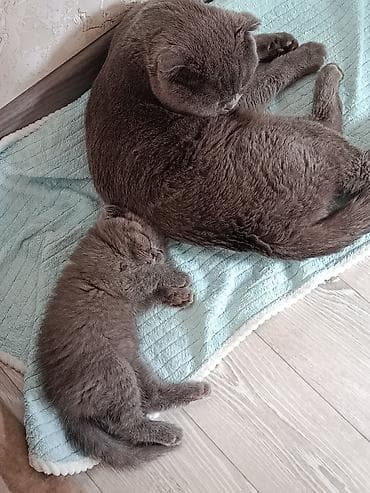 шотландский скоттиш страйт: Шотландский вислоухий кот(Scottish Fold), - Вязка Мальчик серый — 1