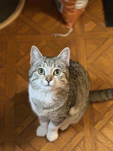 кошка британская шиншилла цена: Кошка даром: Беспородная, 5 месяцев, Мальчик, Кастрирована, Приучена к лотку, Проглистована — 7