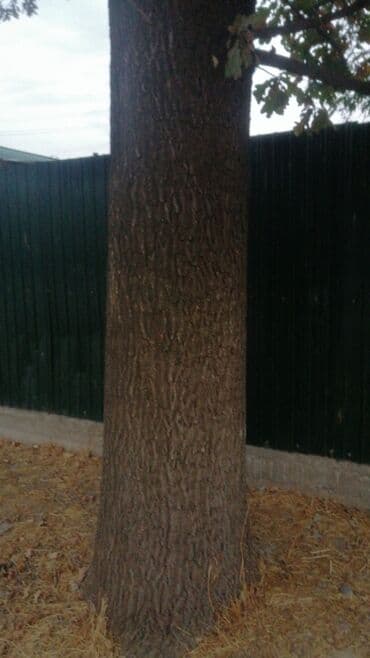 эмеректер бу: Продам дуб — 1