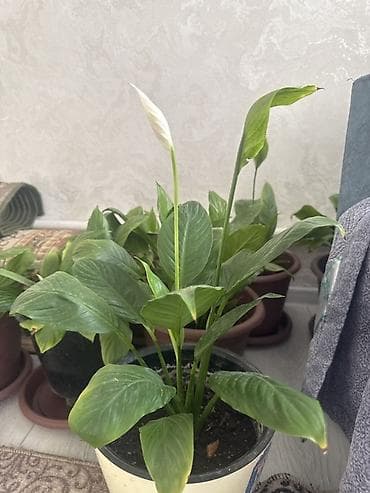 Спатифиллум (Spathiphyllum), комнатное растение в горшке. - at lalafo.kg Спатифиллум (Spathiphyllum), комнатное растение в горшке. -