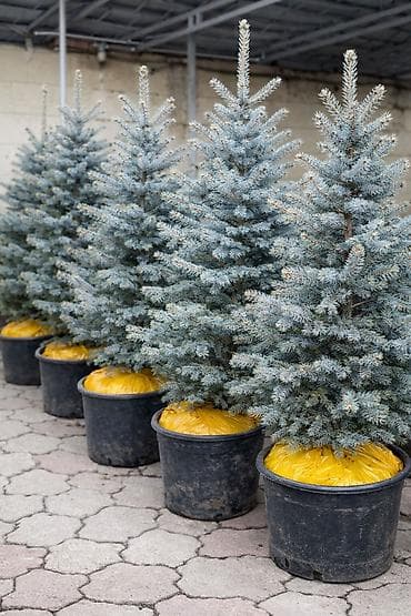 Продаются ели (местные) Размеры от 1м,1,5м,2м Выращиваем сами, со всей
