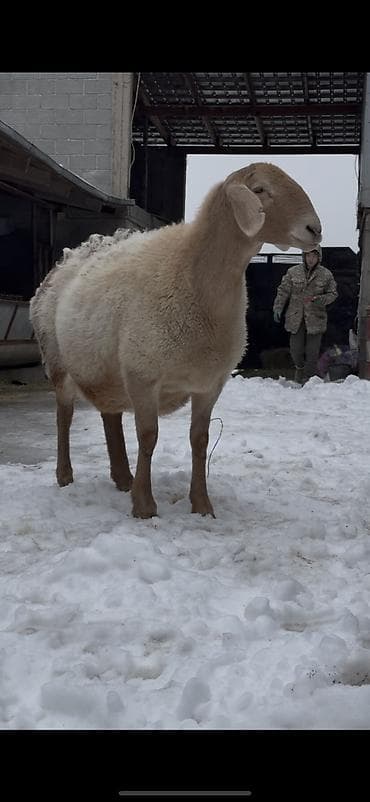 Продаю | Овца (самка) | Арашан | Для разведения | Матка